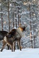 Une prospection poussée sur le secteur des rennes sauvages permet, avec de la persévérance, de les croiser au détour d'un chemin forestier  