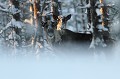 Autre parcelle, autre groupe familial rencontré à quelques mètres du chemin forestier  