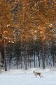 En milieu d'après-midi, la journée touche déjà à sa fin, un renne sort du couvert forestier  