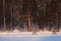 Deux randonneurs en raquettes en lisière de forêt...  