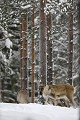 Avec ses larges sabots, le renne vient agrandir le trou fait dans la neige par d'autres individus pour atteindre la couche de lichens  