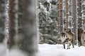 Le jeune renne affronte son premier hiver, et a appris à gratter la couche de neige pour atteindre les lichens  