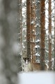Le nez dans la neige, le renne s'est poudré le museau  
