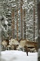 Intrigués par les bruits des déclenchements, les rennes jettent de temps en temps un oeil dans notre direction  
