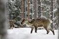 Un ado au museau blanchi par la neige passe par la fenêtre de tir...  