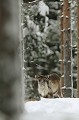 Dans leur manteau d'hiver, les ados ont un petit air de peluche...  