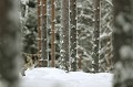 Le jeune renne déguste une grosse bouchée de lichens  