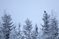 Au lever du jour, il n'est pas rare d'apercevoir des tétras-lyre perchés dans les arbres, dont ils mangent bourgeons ou aiguilles  