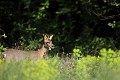 Un brin de verdure à la bouche, le jeune brocard joue les séducteurs  