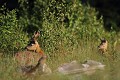 Un chevreuil peut en cacher un autre... cheveruil 