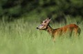 Jeune brocard au milieu d'une prairie chevreuil, brocard 