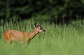 Au mois de mai, les chevreuils se gavent de boutons d'or... chevreuil, brocard 