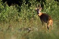 Le brocard prend un peu de hauteur pour surveiller les environs.... chevreuil, brocard 