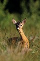 Le jeune chevreuil essaie de prendre le vent pour m'identifier, sans succès... chevreuil, brocard 