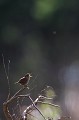 Le chant du troglodyte mignon est aussi puissant que son propriétaire est petit...  