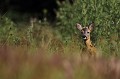 Au milieu des chardons, des joncs et des graminées en fleurs, le jeune brocard ne fait pas la sourde oreille... chevreuil, brocard 