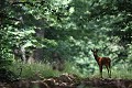 Immobile dans l'allée forestière, le brocard snobe avec superbe la photographe... chevreuil, brocard 