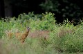 Les bruits du déclenchement ne sont pas tombés dans l'oreille d'un sourd... chevreuil, brocard 