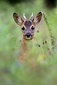 Portrait d'un brocard au réveil dans un beau flou de verdure chevreuil, brocard 