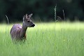 Dans le bocage normand, une chevrette se délecte de l'herbe fraichement repoussée après les premiers foins chevreuil, chevrette 
