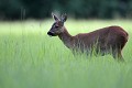 La chevrette profite de la fraicheur du soir pour sortir à découvert pour son diner chevreuil, chevrette 