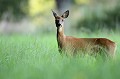 Dans la fraicheur du soir, les chevreuils passent devant l'affût au gré de leur appétit chevreuil, chevrette 