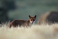 Après les foins, le renard passe les champs au peigne fin à la recherche de micromammifères renard 