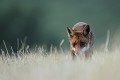 Au gré de ses recherches, le renard se rapproche renard 