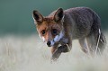 Au petit matin, le rouquin a revêtu ses gants de rosée renard 