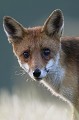 Piqué par sa curiosité, le renard reste à proximtié le temps de quelques battements de coeur renard 