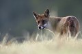 Ayant satisfait sa curiosité, le renard nous tourne le dos...! renard 