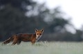 Après un dernier regard dans notre direction, le renard retourne à ses occupations renard 