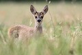 Faon en vadrouille dans les chaumes chevreuil, faon 