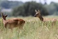 Le brocard ne quitte pas d'un sabot l'élue de son coeur... chevreuil, chevrette 