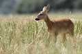 Chevrette dans sa fine robe d'été chevreuil, chevrette 