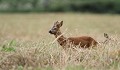 Le brocard hume les effluves de la chevrette... chevreuil, chevrette 