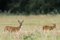Couple de chevreuils dans les chaumes chevreuil, chevrette 