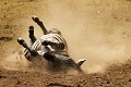 Zèbre de Burschell, Serengeti, Tanzanie Zèbre, roulade, poussière, bain, contre-jour 