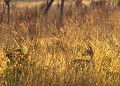 Cerf Axis, Kanha, Inde cer axis, chital, levr de soleil 