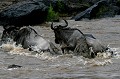 La grande migration des gnous dans le Masai Mara - Kenya
Ce gnou s'en est sorti, son ventr rebondi ne permettant pas au crocodile d'assurer sa prise ... gnou, migration, traversée, rivière, crocodile, attaque, masai mara, kenya 