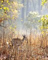 Cerf Axis, Kanha, Inde chital, cerf axis, contre-jour, faon 