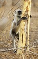 Singe Entelle, Ranthambore, Inde entelle, langur, ecorce, arbre, manger, debout 