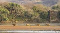 Cerf Sambar, Ranthambore, Inde cerf sambar, lac, eau, manger, temple, inde 