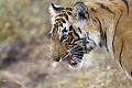 Ranthambore, Inde tigre, tigresse, portrait, feulement, feuler, contre-jour, trois-quart, inde 