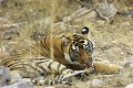 Ranthambore, Inde tigre, tigresse, couché, toilette, toilettage, lécher, langue, inde 
