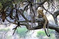 Léopard mâle et sa proie, Serengeti, Tanzanie Léopard, impala, arbre, repas, 