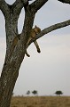 Lionne d'Afrique, Serengeti, Tanzanie Lionne, perchée, arbre, repos, dormir, sieste 