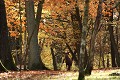 Cerf élaphe - Espace Rambouillet cerf 