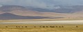 Gnous bleus, cratère du N'Gorongoro, Tanzanie gnou, colonne, file, migration, marche, cratère 
