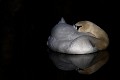 Cygne tuberculé au repos cygne tuberculé, repos, dormir, reflet, miroir 